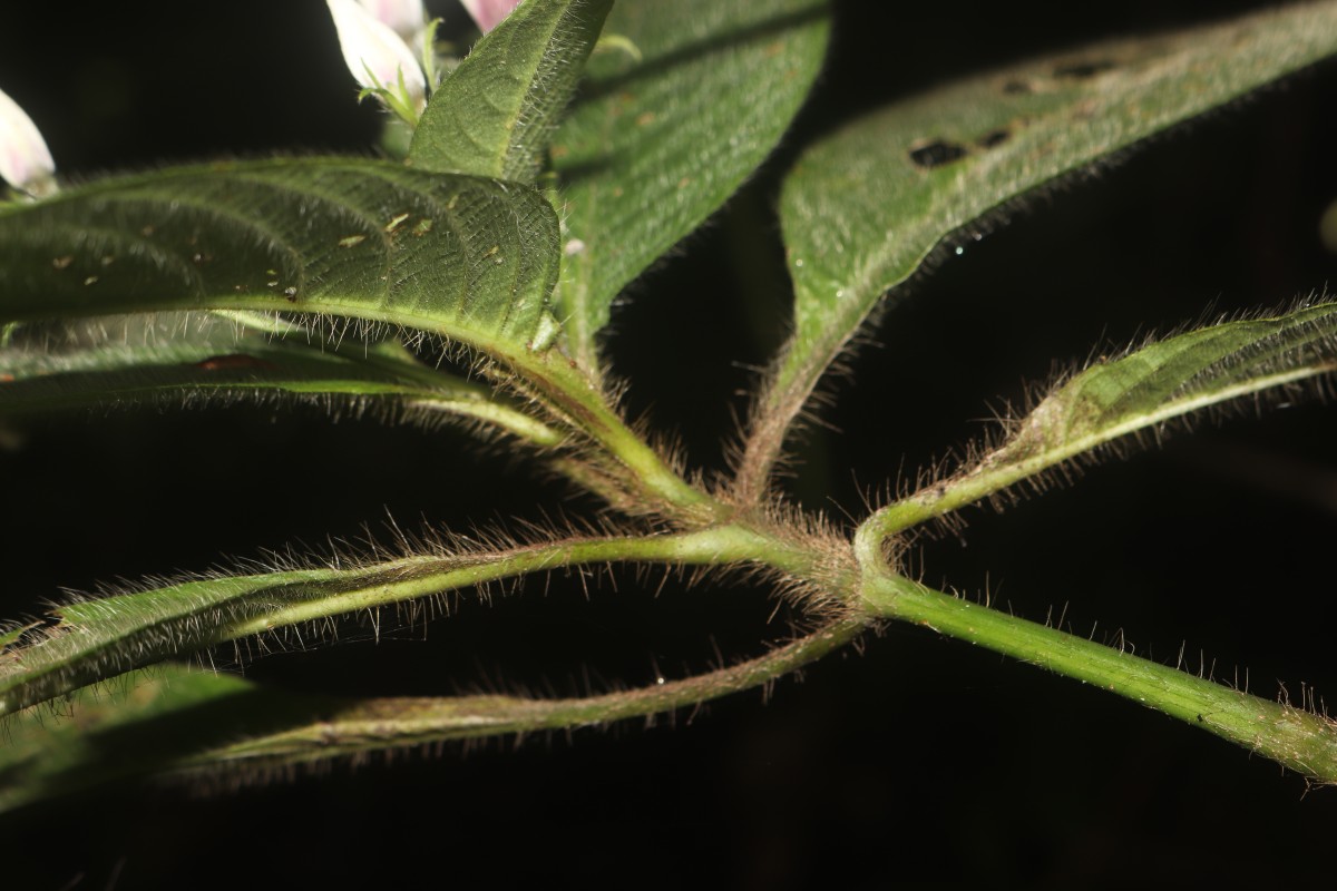 Barleria vestita T.Anderson